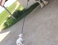 Small white dog tries to pull horse by leash