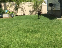 Dog Bone Runs Into Camera