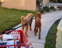 two dogs pulling grocery cart 