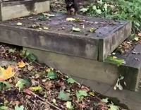 dog jumping and rolling down hill in slow motion