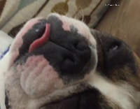 dog sleeping and sticking tongue out