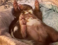 Sleeping brown skunk has hiccups