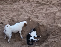 Collab AnimalsDT - Black And White Cat Defends Its Sand Hole