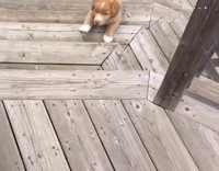 brown puppy runs into screendoor