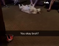 dog plays dead at party 
