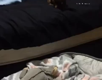 small puppy playing with baby 