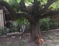 dog climb tree like cat