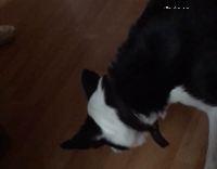 Sheepdog Tries to Eat Bubbles Wood Floor