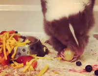 Skunk eating apples