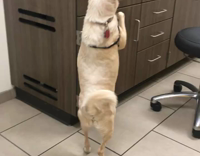 dog walking like human office