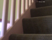 Bird walks down stairs and peeps through stairs