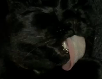 Black Cat Licks Self In Slow Motion
