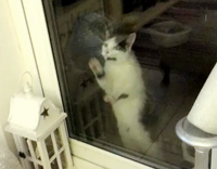 White dark grey cat clawing on glass