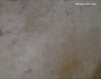 Black white cat knows tricks for treats