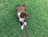 Australian Sheperd Dragged Across Grass