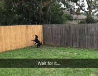 dog jumping for branch