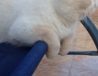 Fluffy grumpy cat on swinging bench