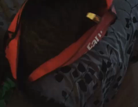cat falls in red bag