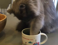Cat loves her morning coffee.