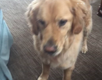 Dog Fails At Trying To Catch Ball 