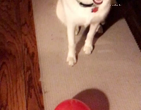 Dog chases balloon until it pops 