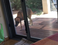 Dog opens sliding door with face