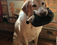 Derpy Dog Holds Toy Zoom In