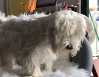 white dog biting bubbles 