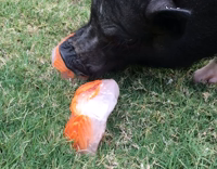 Black pig eating some frozen carrots 
