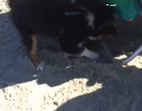 puppies is digging in sand and one falls in hole