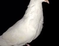 Pigeon does not want to be touched