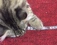 How Strong I'm Attached To The Weekend Cat