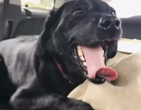 Josie and her hyper tongue 