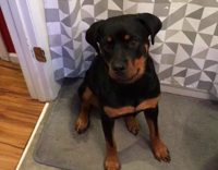 black dog hates hair dryer