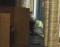 Collab AnimalsDT - Cat Jumps Up And Falls On His Back