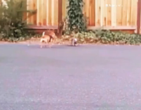 Chihuahua enjoys skateboarding 