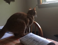 cat trying to jump out of window but failing