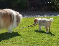 puppy walking dog with leash