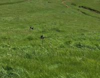 dog skipping in lawn 