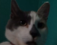 Collab AnimalsDT - Cat Moving Its Tongue Quickly