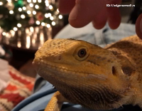 Yellow lizard enjoys being pet 