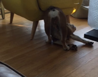 Dog cant figure out downward dog yellow chair