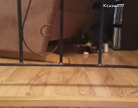 cat catching mouse from under sofa