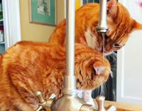 orange cats licking each other while water is dripping on them