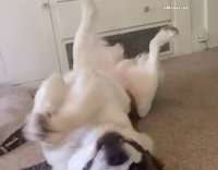 white dog laying down and lifting his paws up