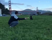 dog catching frisbee in slow motion 
