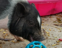 Pig Eating Orange Out of Blue Ball