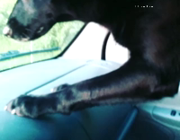 rabbit jumps at car horn