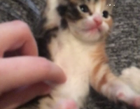 Brown And White Cat Laying On Back Playing With Fingers