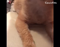 Brown pom doesnt like no pets